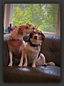 Two dogs sitting on a couch - Betty and Daisy